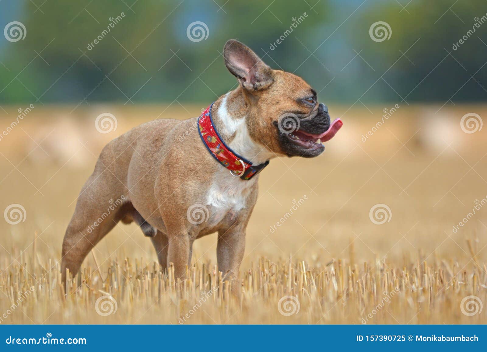 Fawn French Bulldog Dog With Long Legs Standing In A