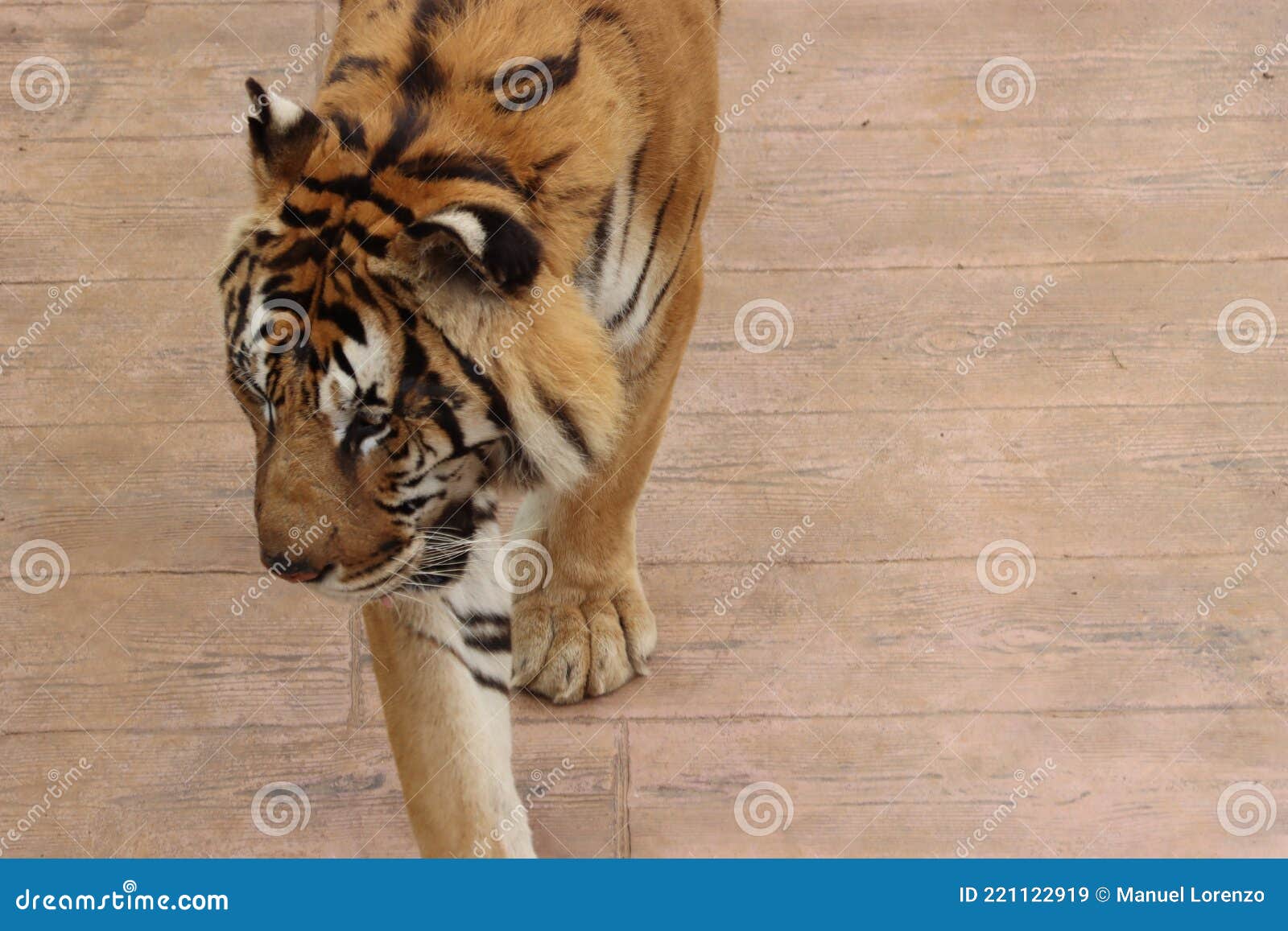 beautiful feline bengal tiger dangerous stripes big claws fangs