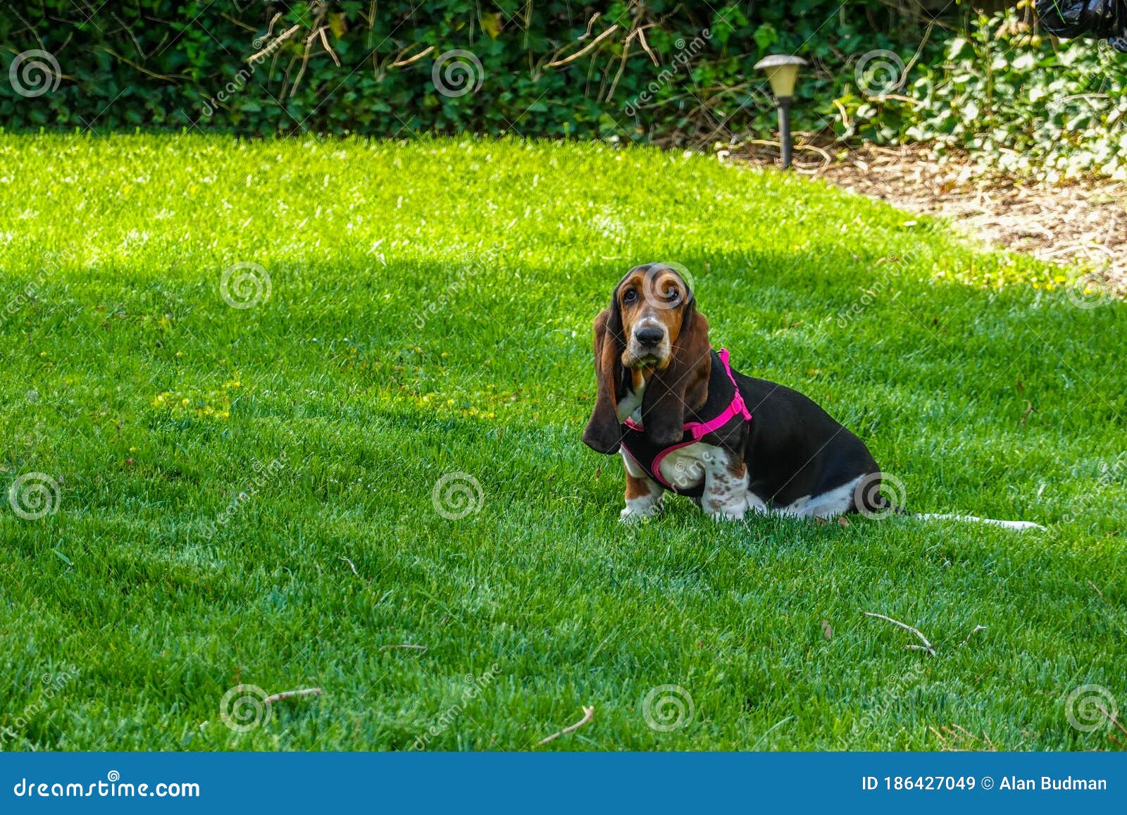 Beautiful Female Basset Hound With A Long Snout And Ears Wearing A Pink Harness Sitting On A