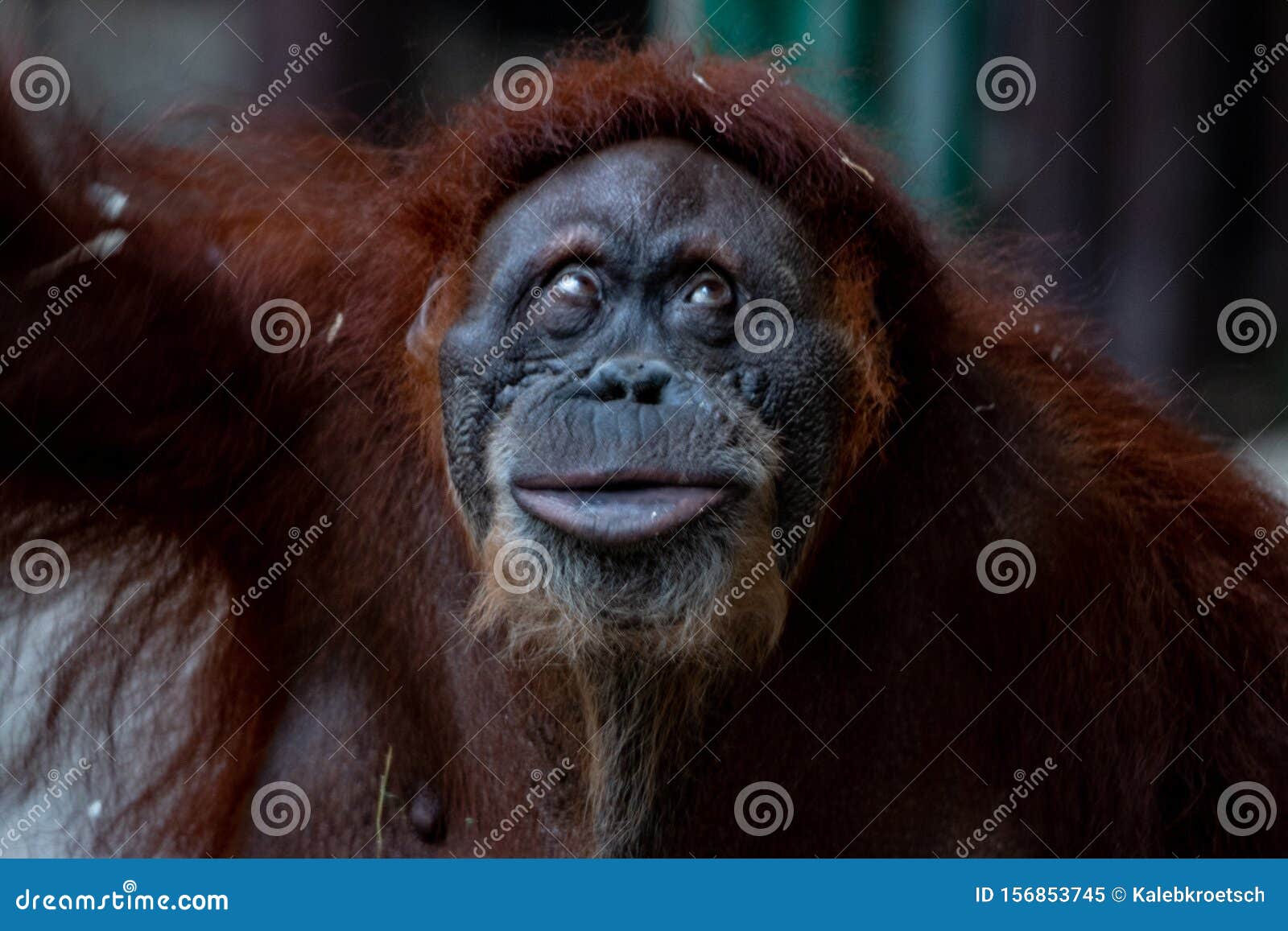  Beautiful Female Orangutan  Bornean Orangutan  From The 