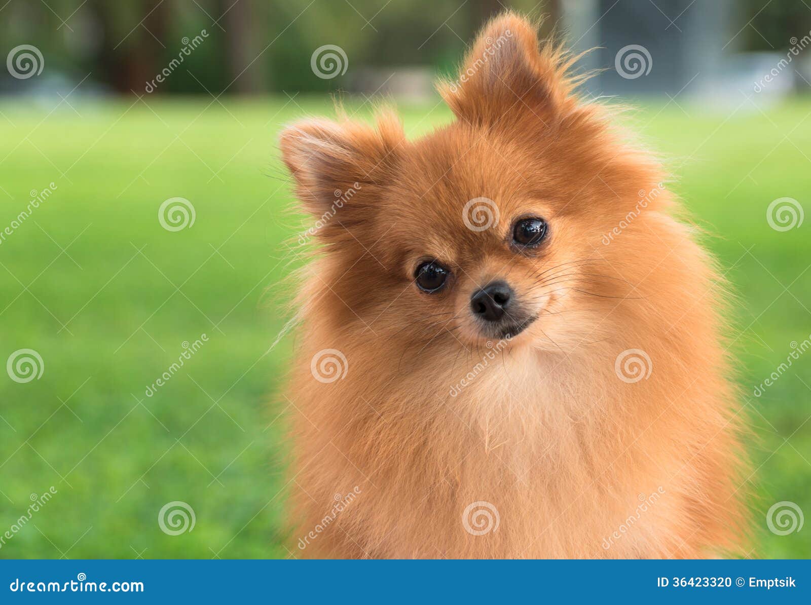A Beautiful Female Pomeranian Dog Stock Photo - Image of view ...