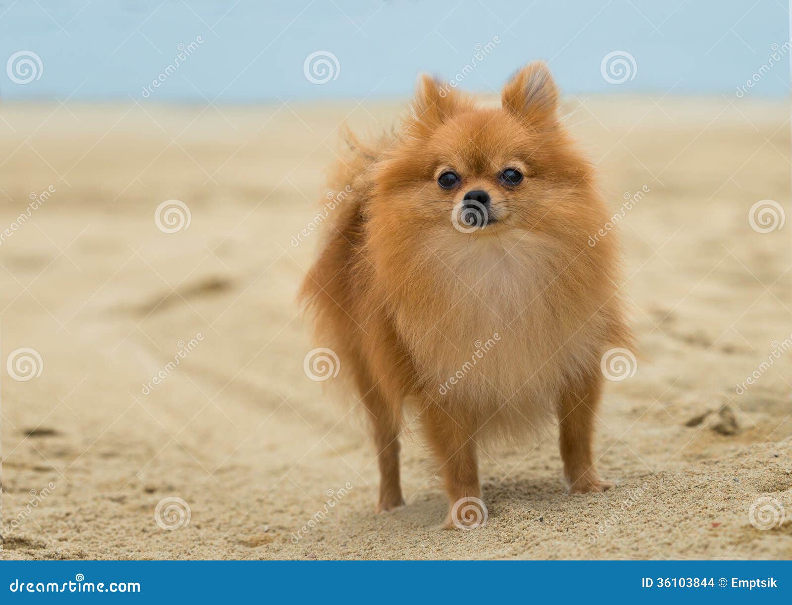 a beautiful female pomeranian dog