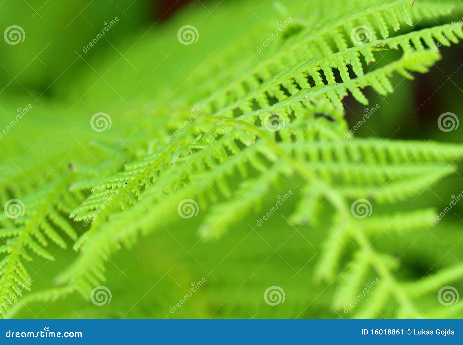 Beautiful fern closeup stock image. Image of fern, beauty 16018861