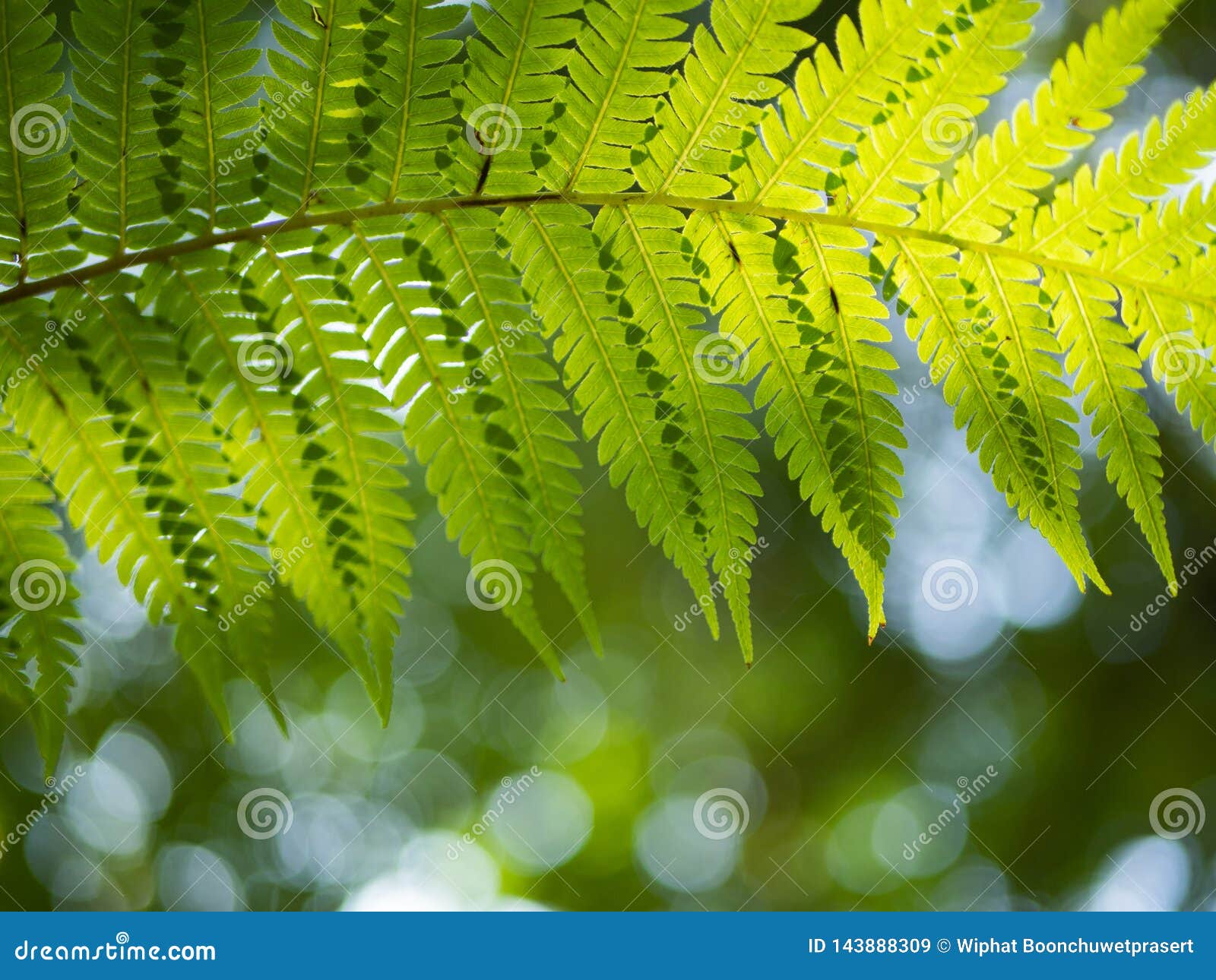 Beautiful fern leaves green foliage natural floral fern background in sunlight.