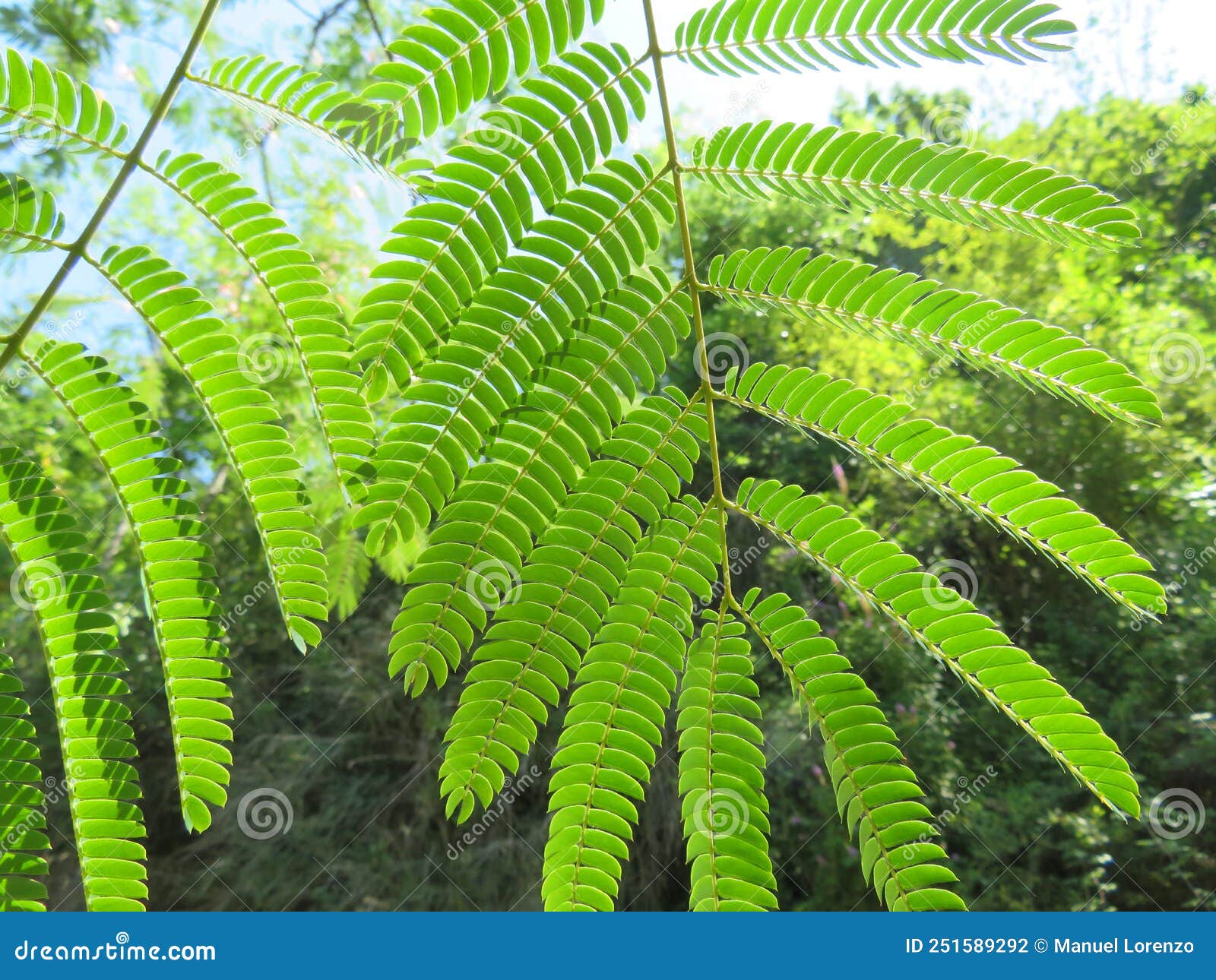 beautiful fern plant provide natural green shade