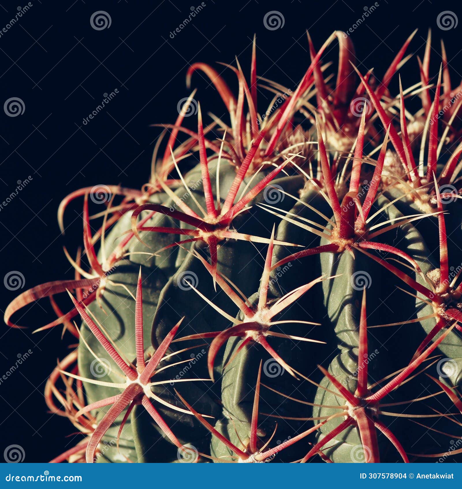 beautiful ferocactus latispinus called devil's tongue