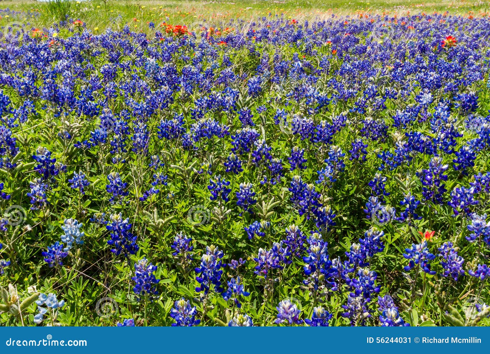 a beautiful field of the famous texas bluebonnet (lupinus texensis) wildflowers.