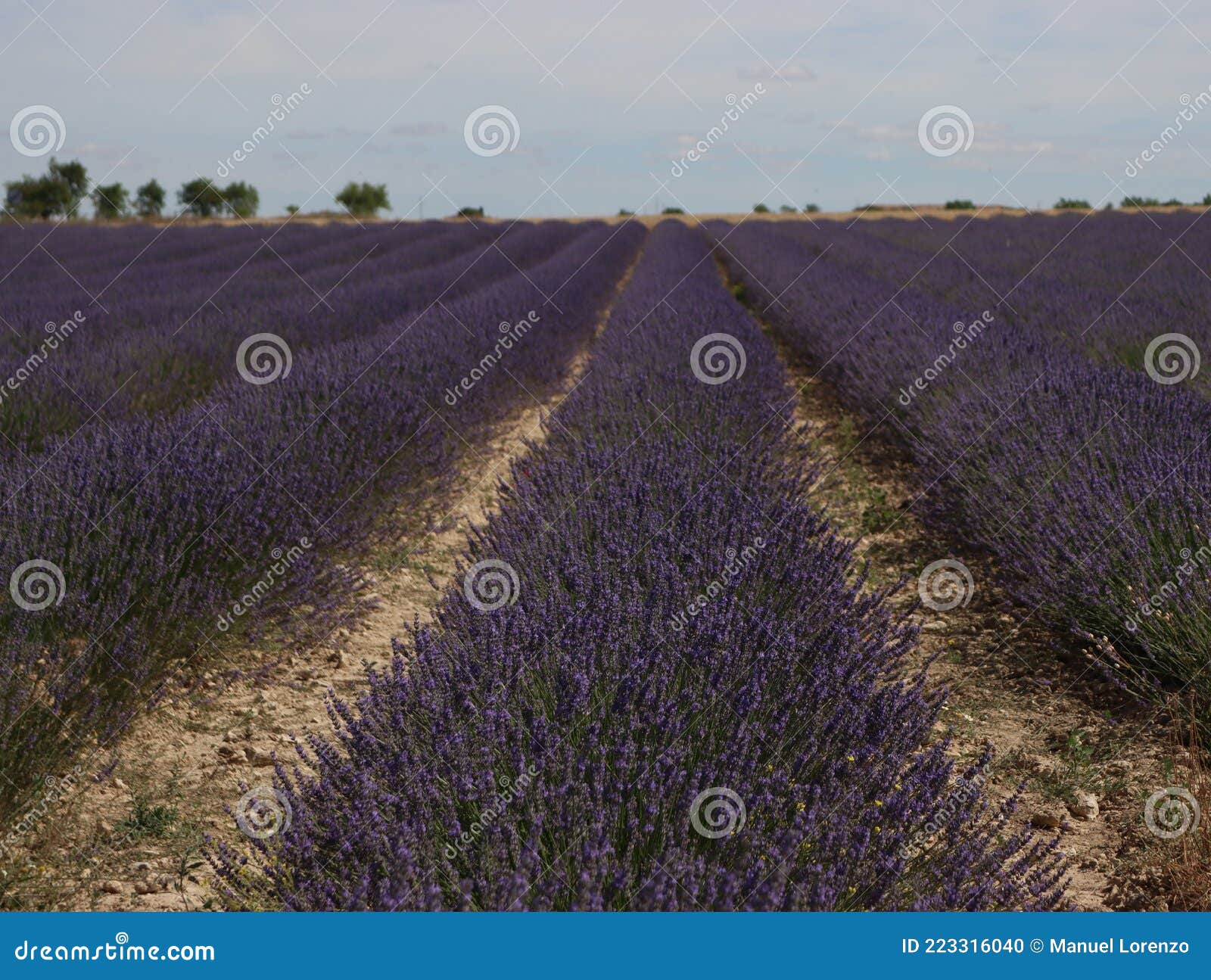 beautiful field lavender flowers aroma natural color insect oils