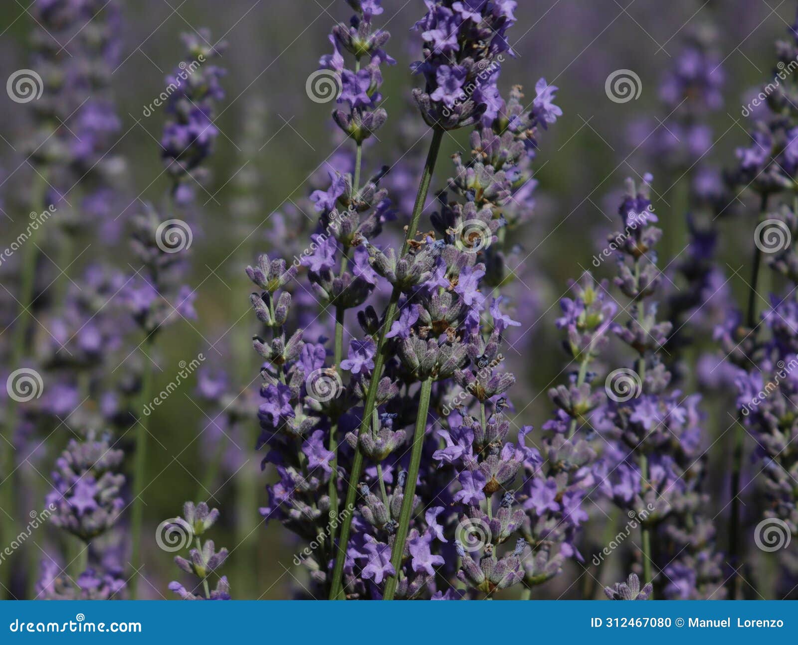 beautiful field lavender flowers aroma natural color insect oils