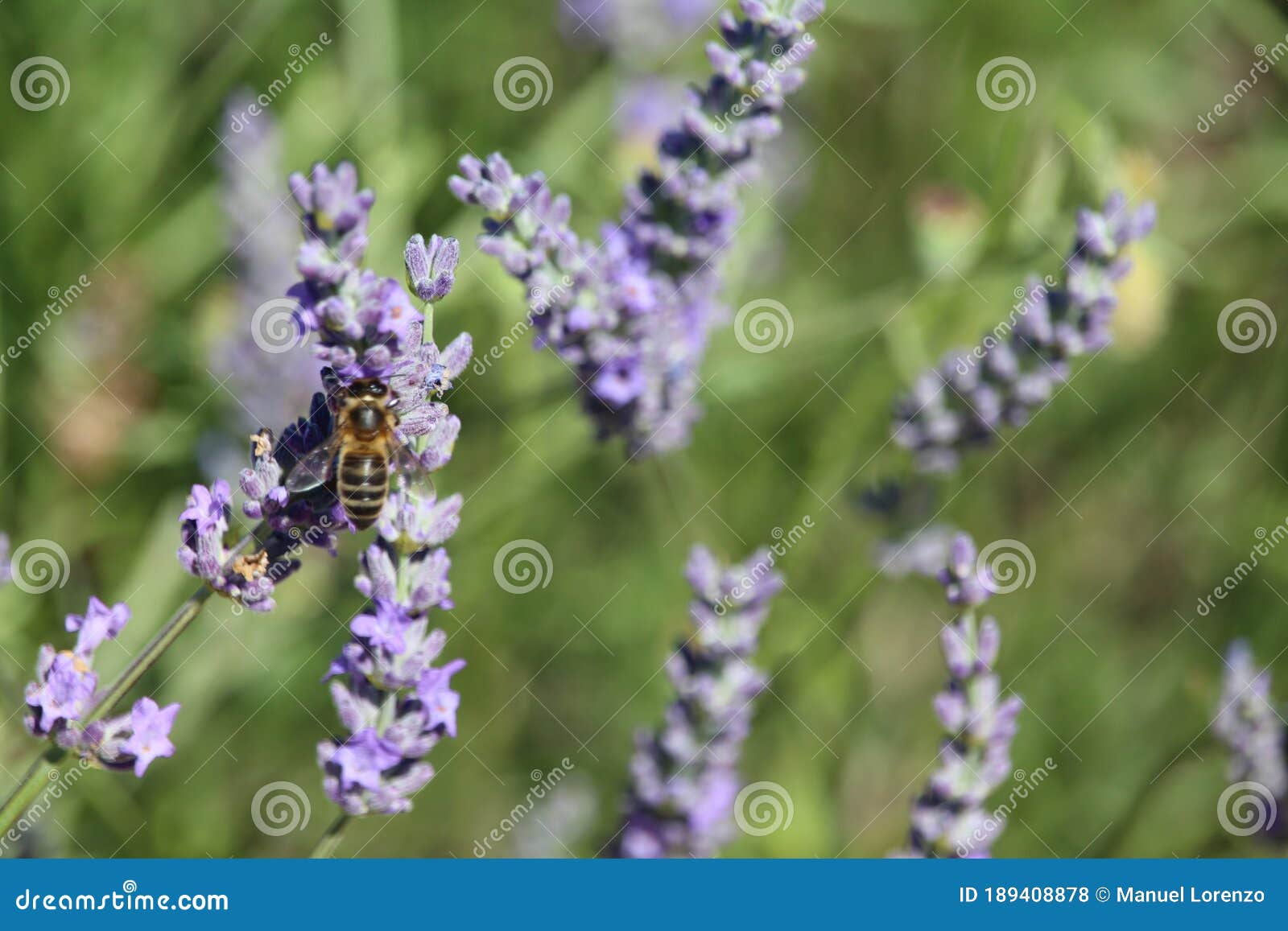 beautiful field lavender photographing smell bee flowers color