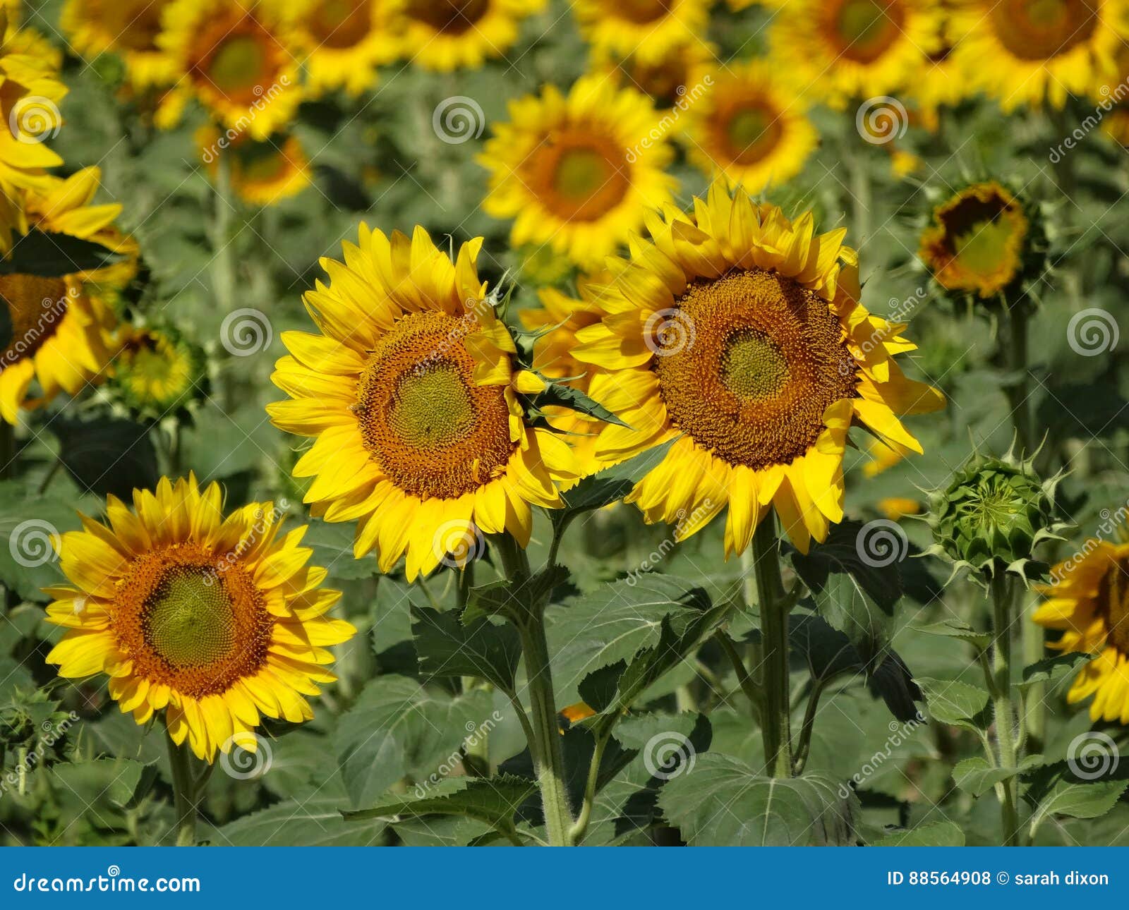 Beautiful Field of Sunflowers Stock Photo Image of natures