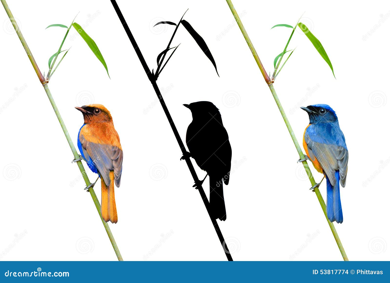 the art of bird photography ii download the art of bird photography ii download