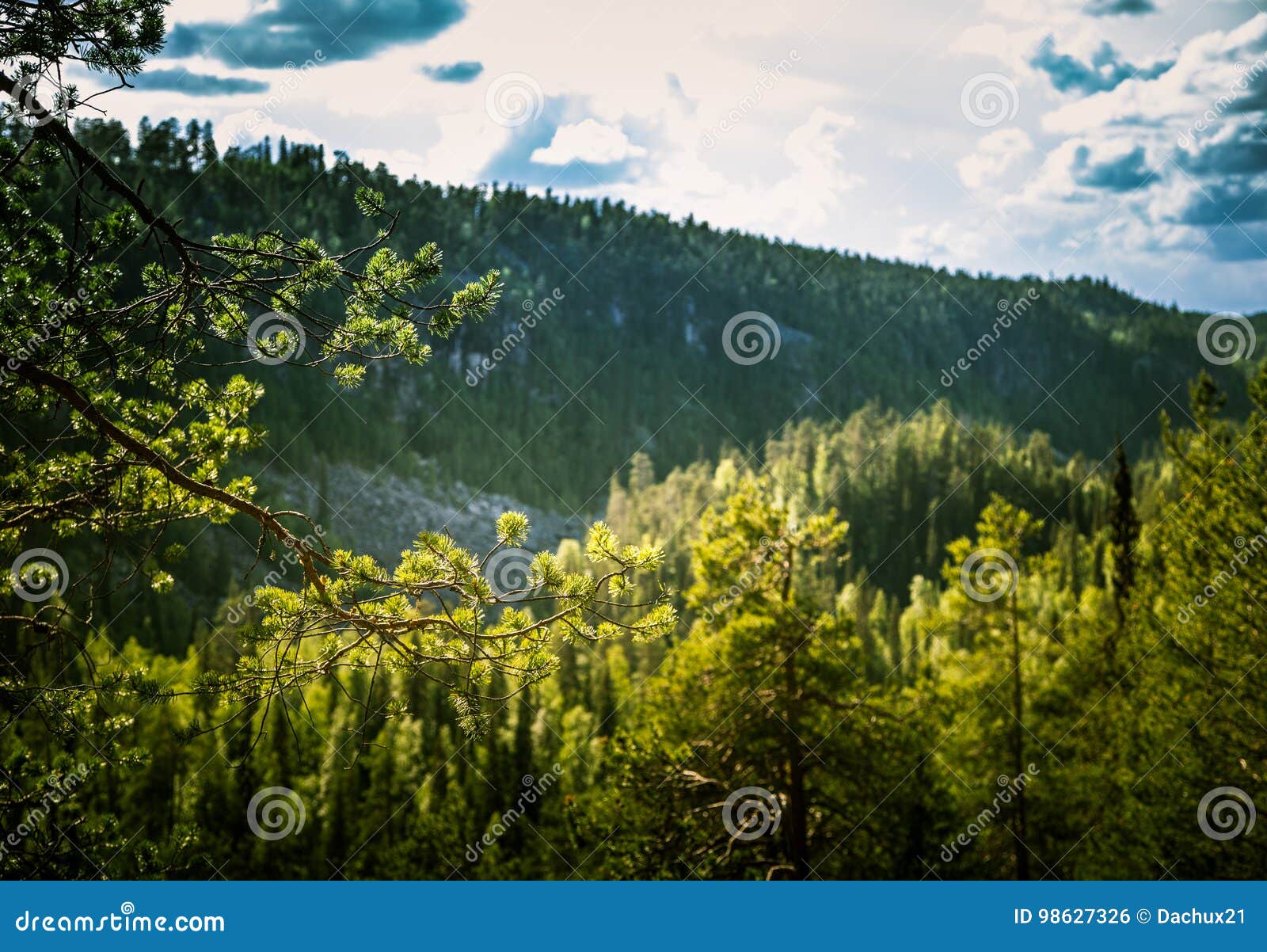 a beautiful finnish forest landscape