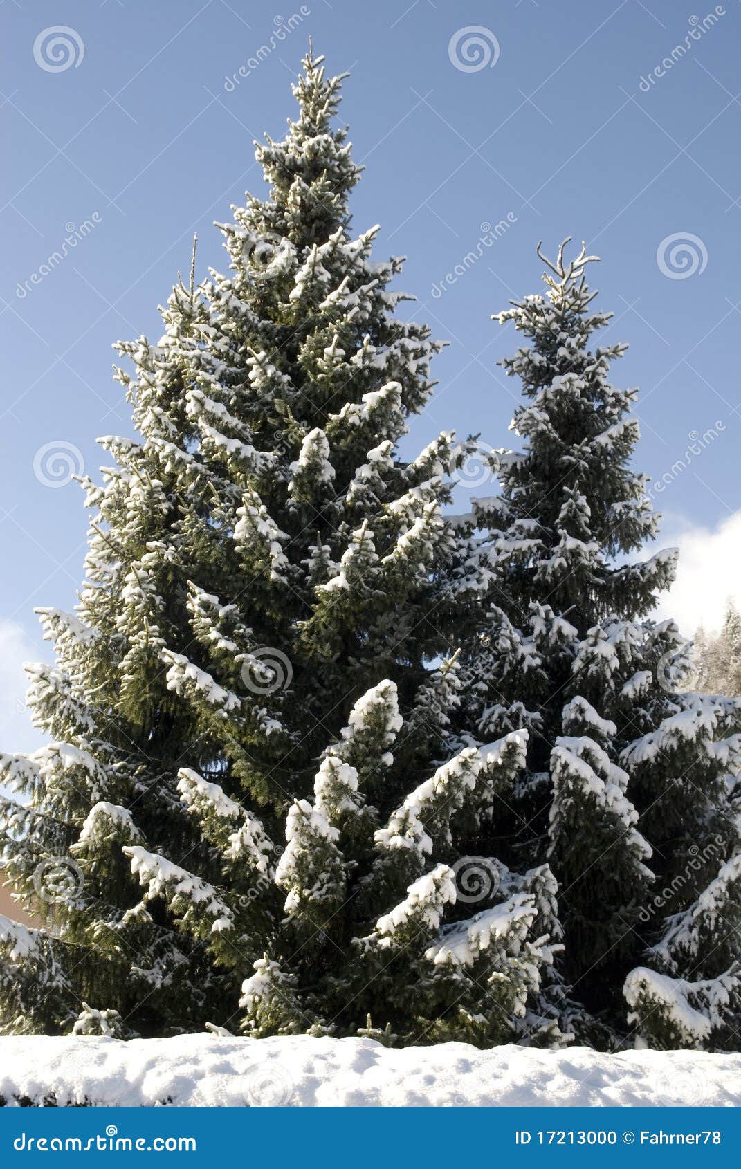 Beautiful fir tree stock photo. Image of snow, freeze 17213000