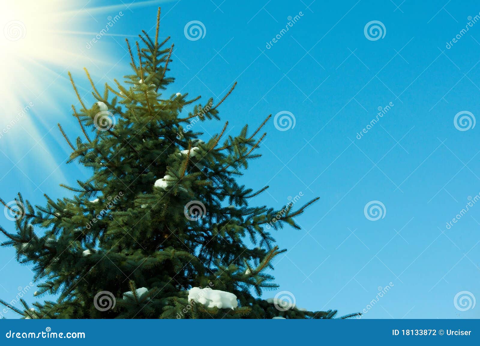 Beautiful firtree stock photo. Image of frost, detail 18133872