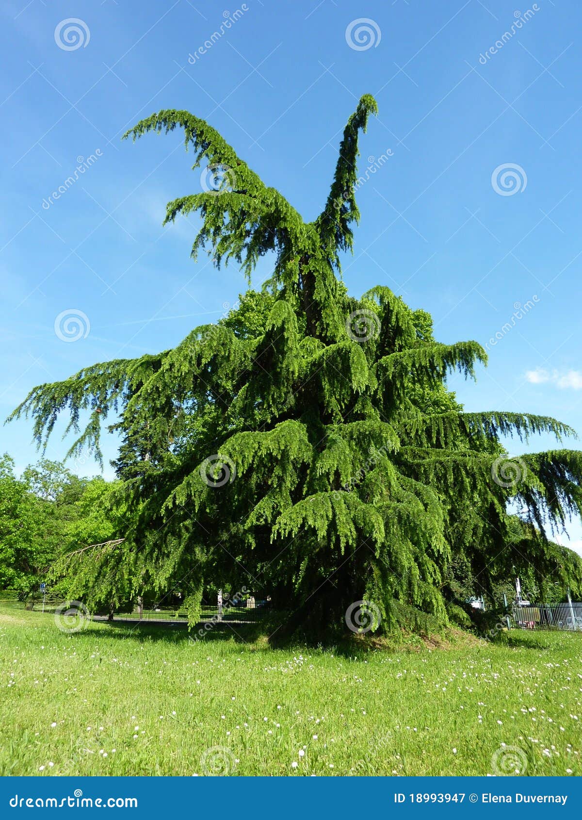 Beautiful fir tree stock image. Image of blue, field 18993947