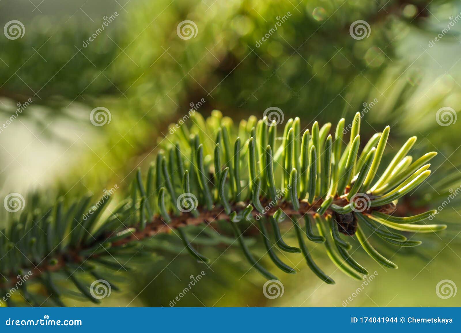 Beautiful Fir Tree with Green Branches, Closeup Stock Photo Image of