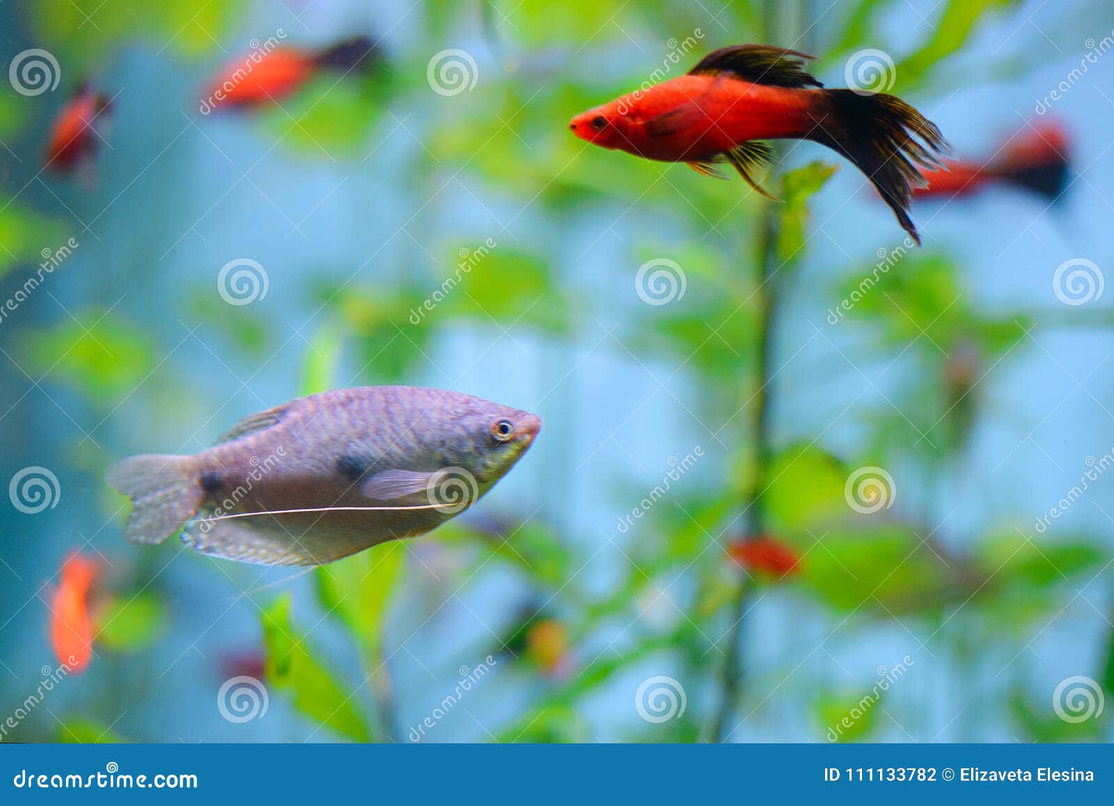 beautiful fish wallpaper