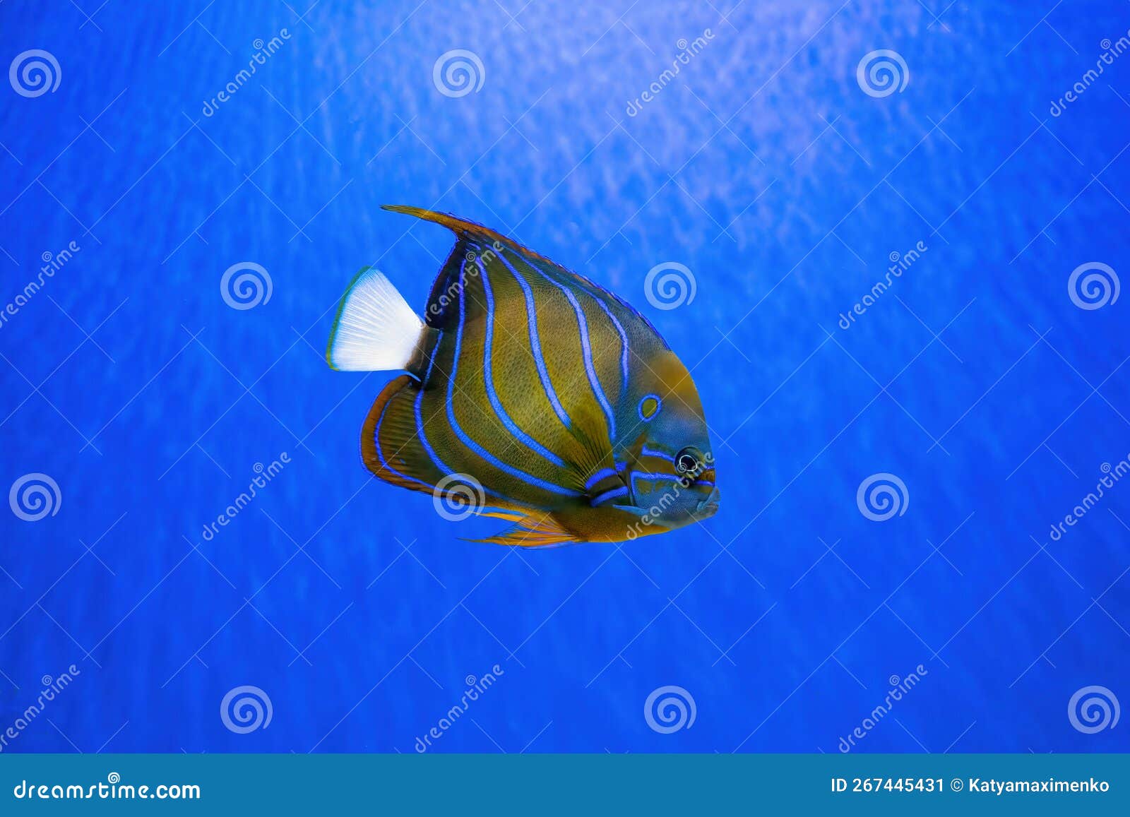 Tag: blue ring angelfish | Reef Builders | The Reef and Saltwater Aquarium  Blog