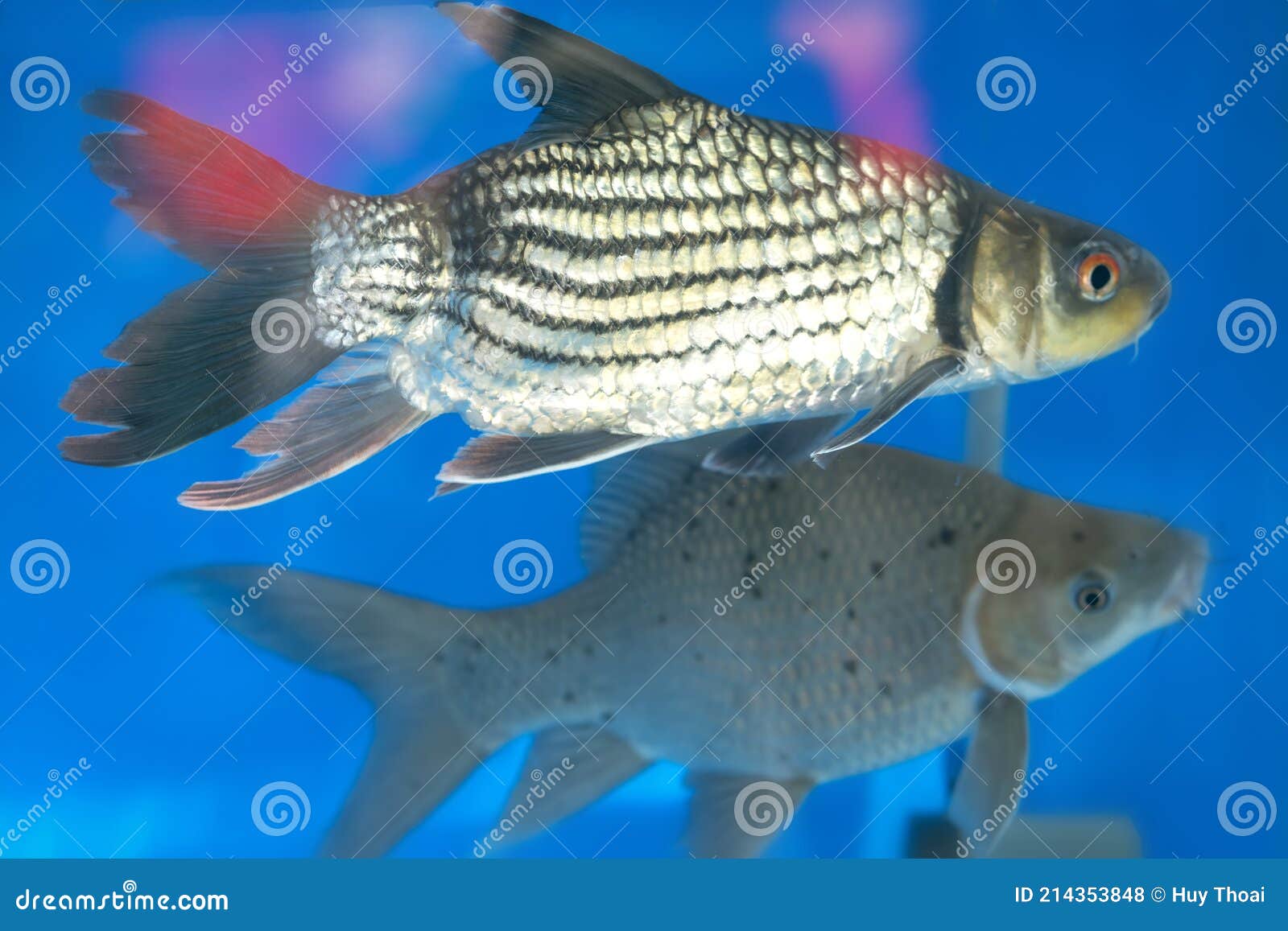 Beautiful Fish Swimming in Fish Tank Stock Photo - Image of tail