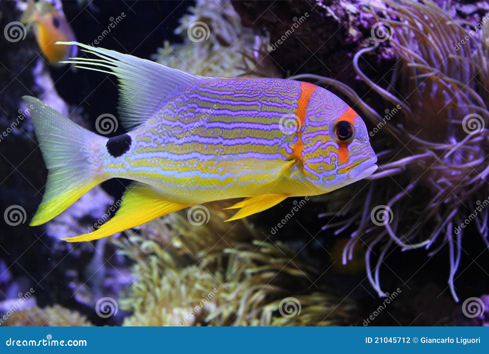 Beautiful Fish Under the Sea Stock Photo - Image of aquarium ...
