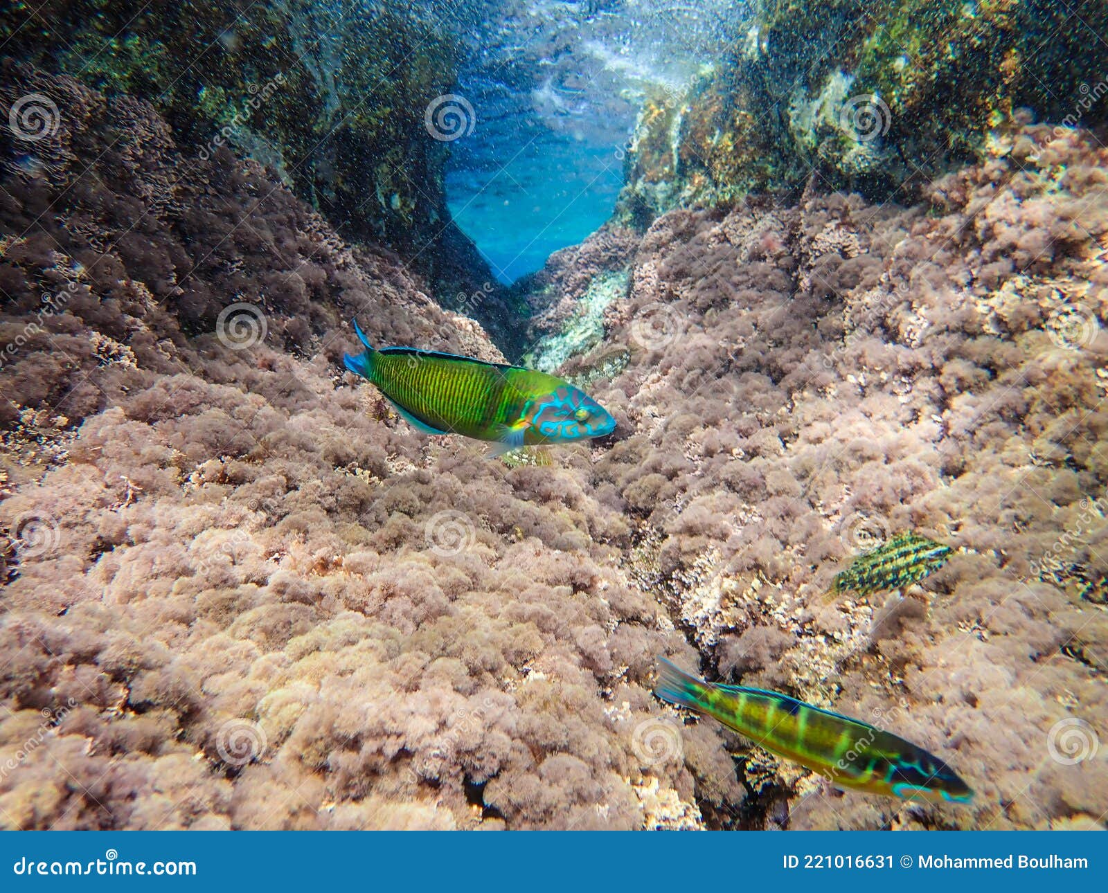 Mediterranean sea underwater a school of fish with rock below