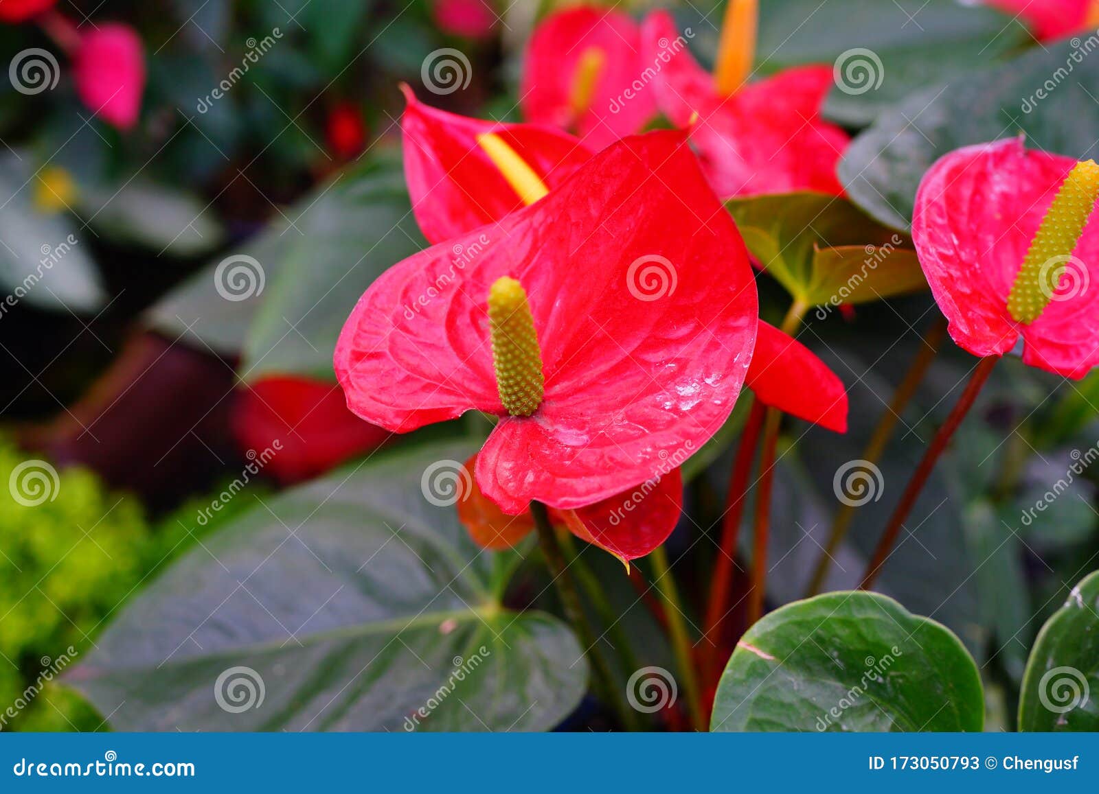 Beautiful Flamingo Lily Flower Stock Image - Image of color, calla ...