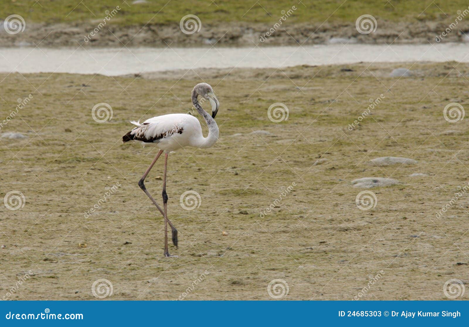 A Beautiful Flamingo Relaxing Stock Image - Image of bipedal, feather ...