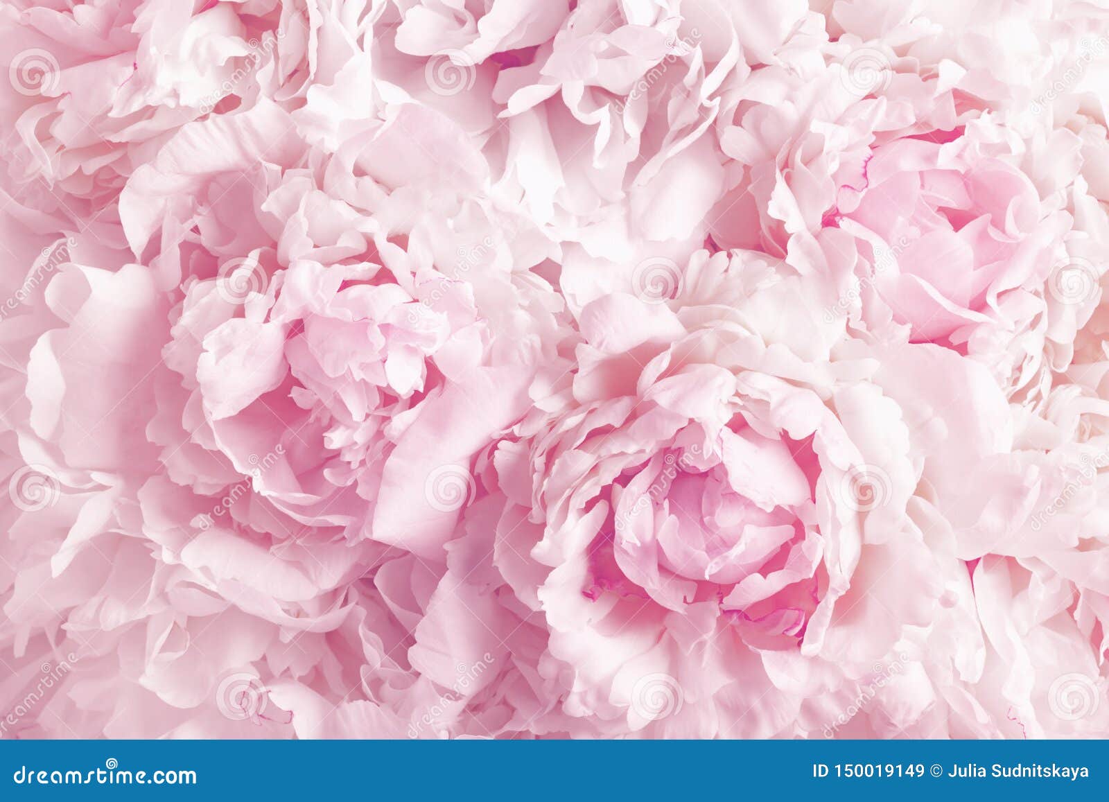 beautiful floral background from pink peonies. tender flowers petals in vintage toned