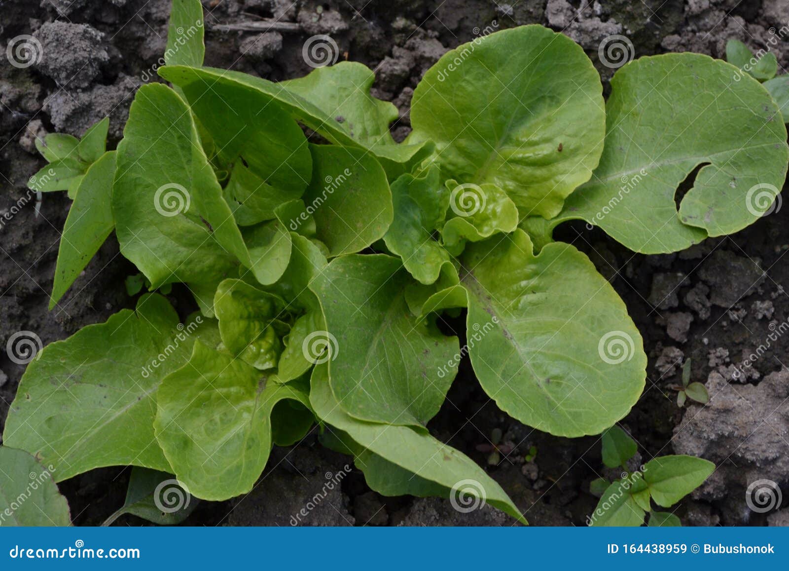 lettuce salad. lactuca sativa. annual herbaceous plant. vegetable culture