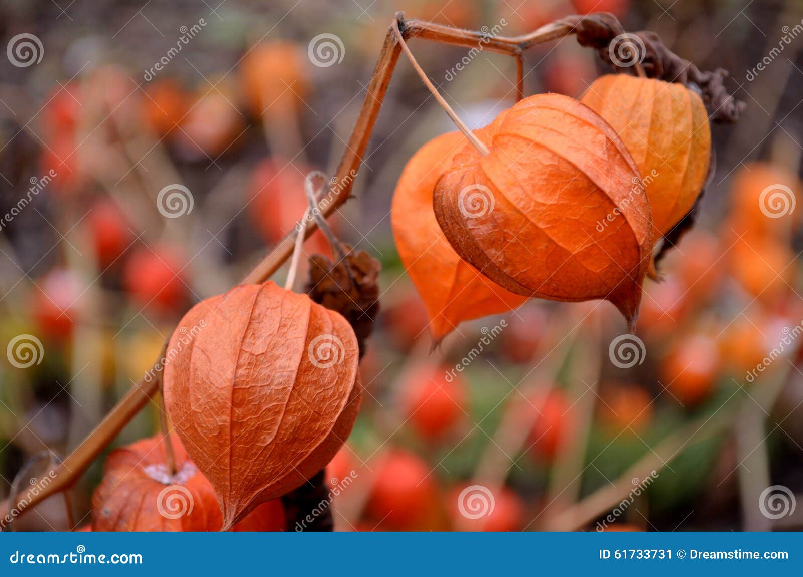 beautiful flower of autumn. but already withered.