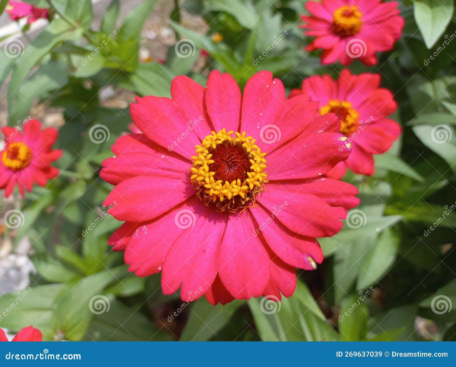 The Beautiful Flower Background Colourfull Stock Image Image of