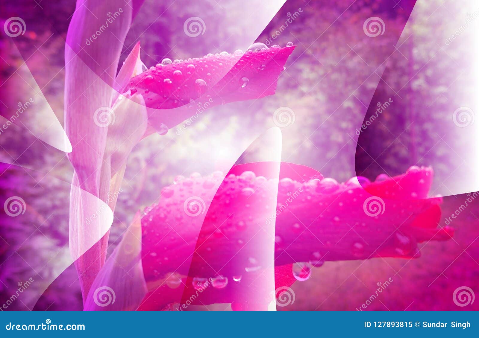 Purple Flower Background Wallpaper Water Drop Stock Illustration -  Illustration of draw, dark: 127893815