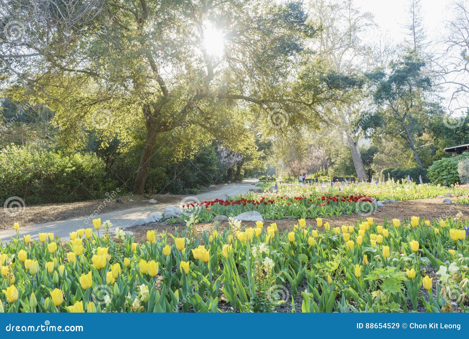 beautiful flower blossom at descanso garden