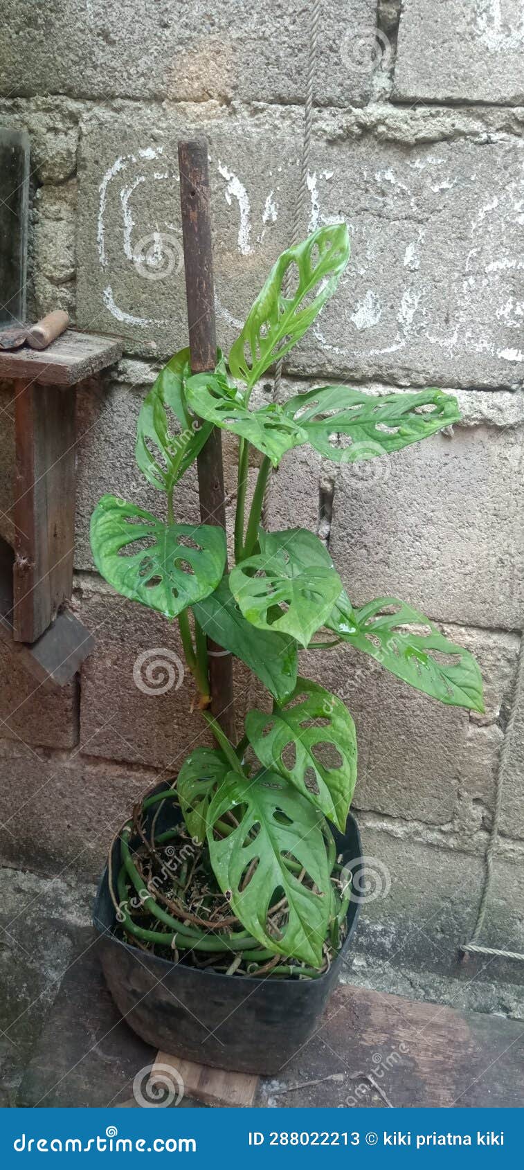 A Beautiful Flower Called Widow Perforated Stock Image Image of widow