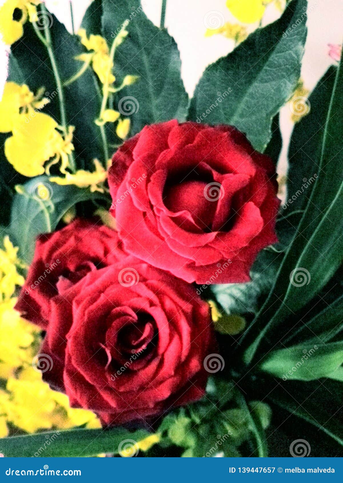 Beautiful flower stock image. Image of flower, lovely 139447657