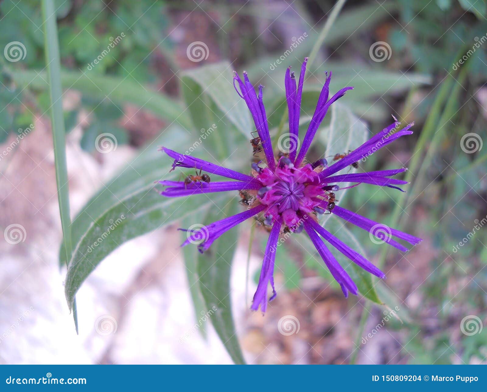 beautiful flower of the centaur of the mountain