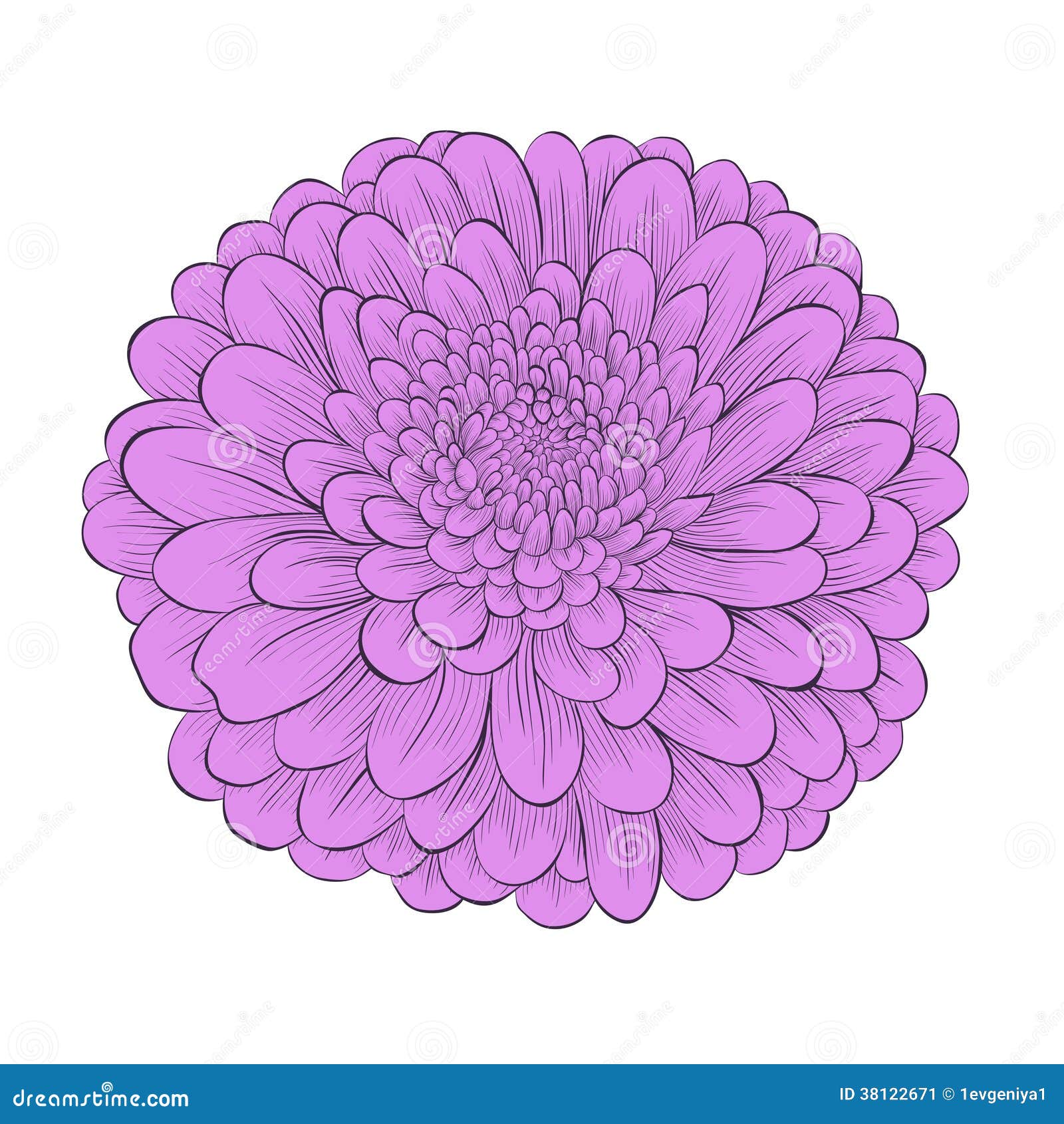 Chrysanthemum Flower Drawing Beautiful flower chrysanthemum isolated 