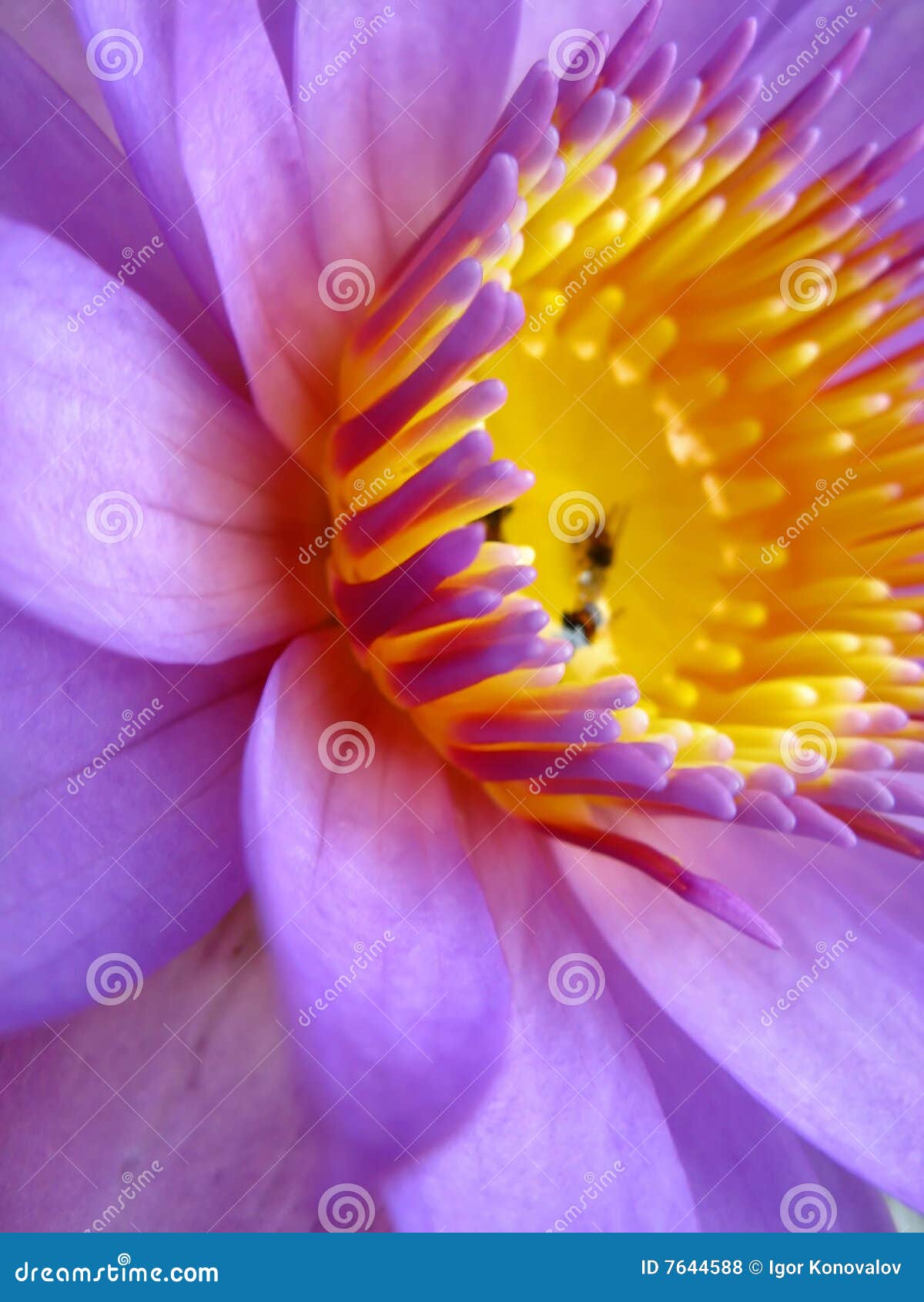 Beautiful flower close up stock photo. Image of cheerful 7644588
