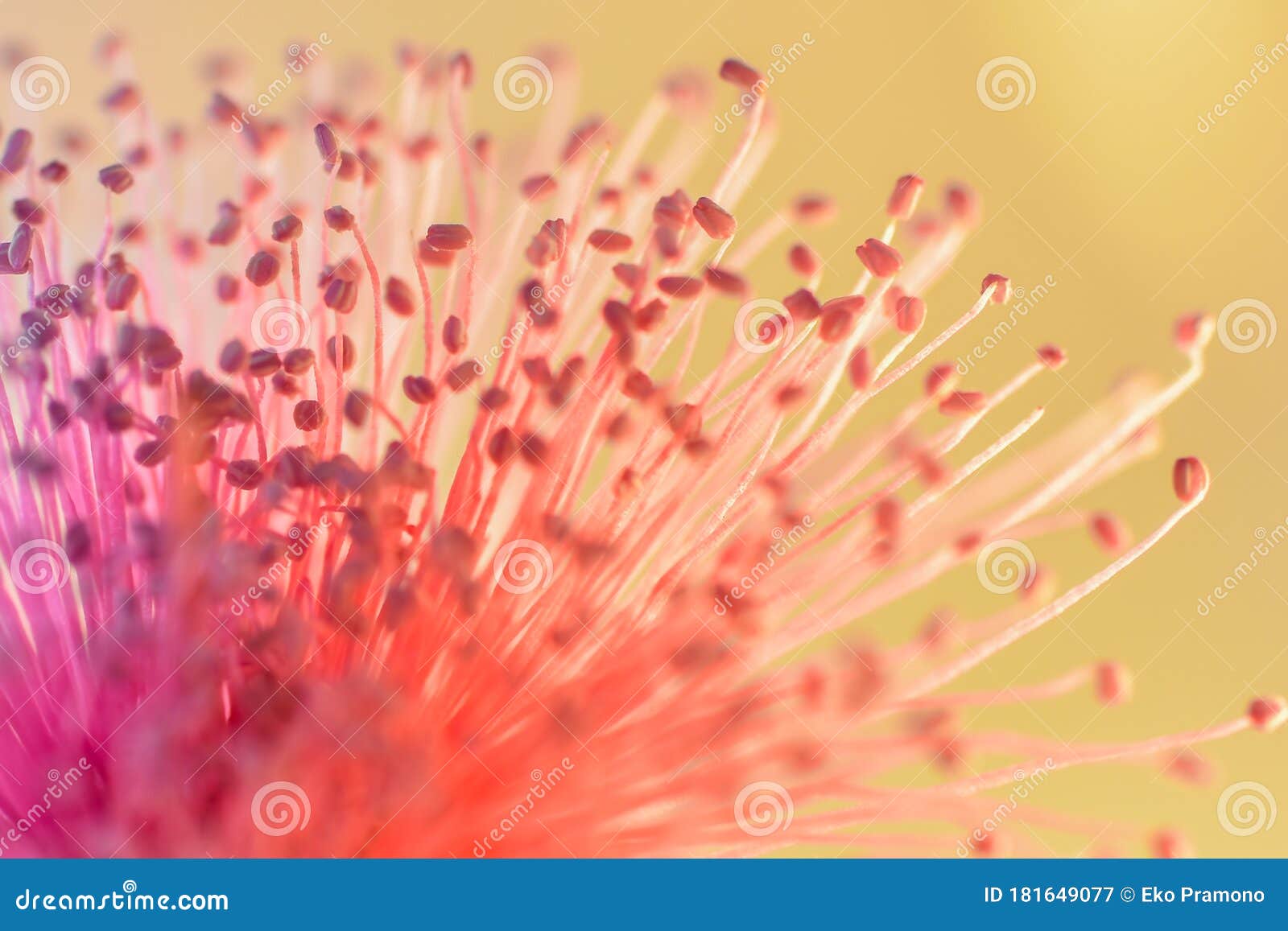 Beautiful Flower Dandelion In Macro Closeup With Bokeh Background Hd Image And Large Resolution Can Be Used As Desktop Wallpape Stock Image Image Of Detail Dandelion 181649077