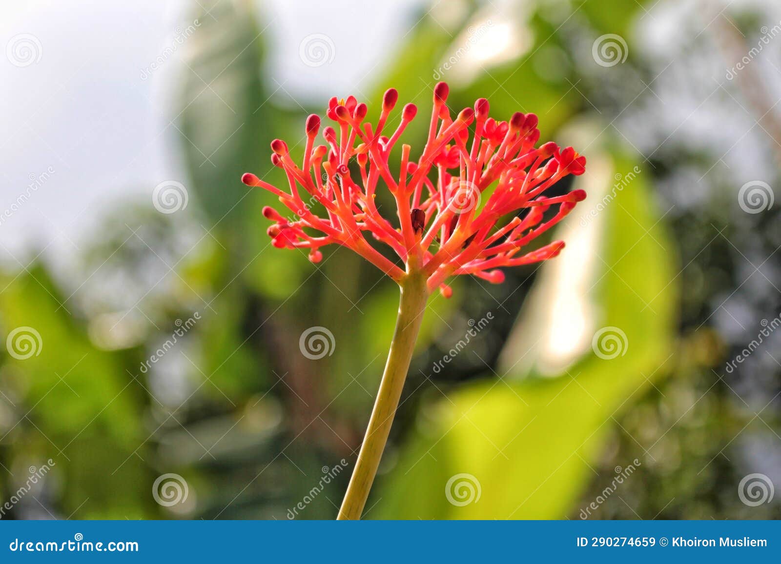 Beautiful Flowers are Used To Treat Wounds Stock Image Image of