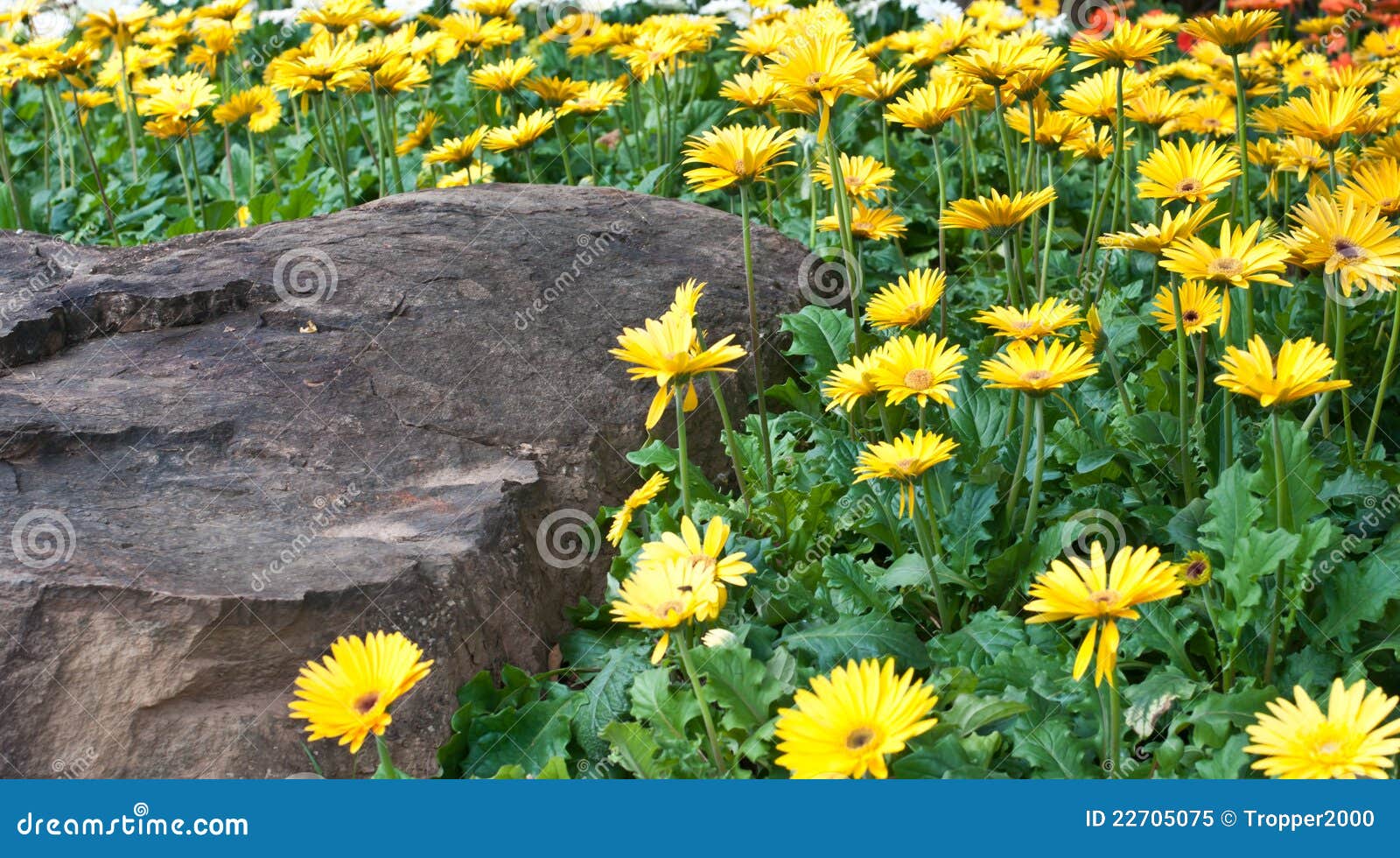 Beautiful Flower In Garden. Stock Image - Image of macro, plant: 22705075