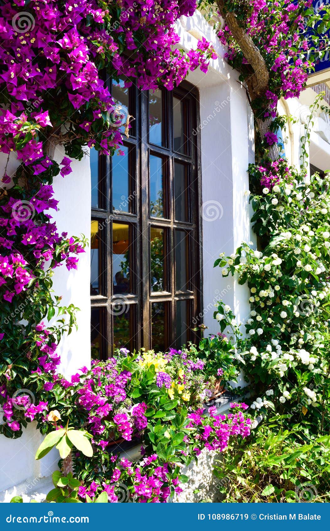 beautiful flower garden in santorini stock image - image of bloom
