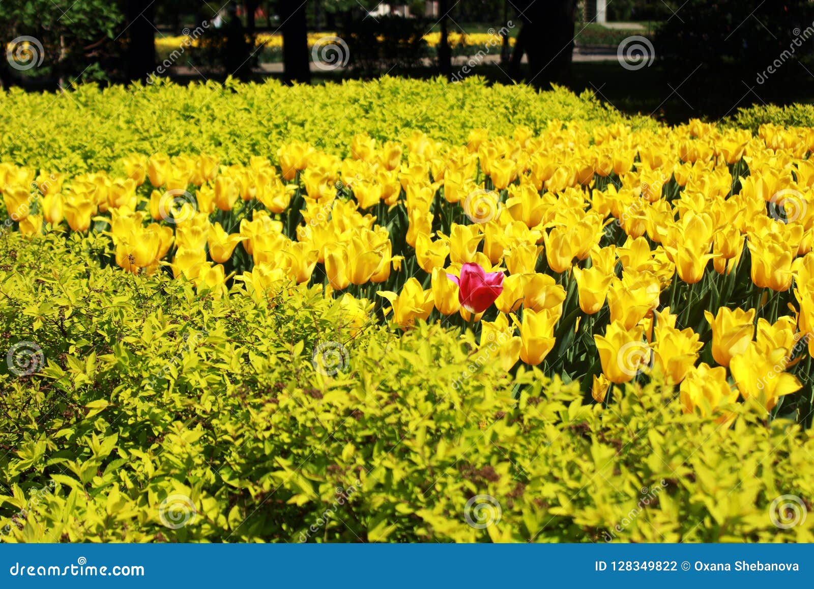 Beautiful Flower Garden in Spring Stock Photo Image of beautiful