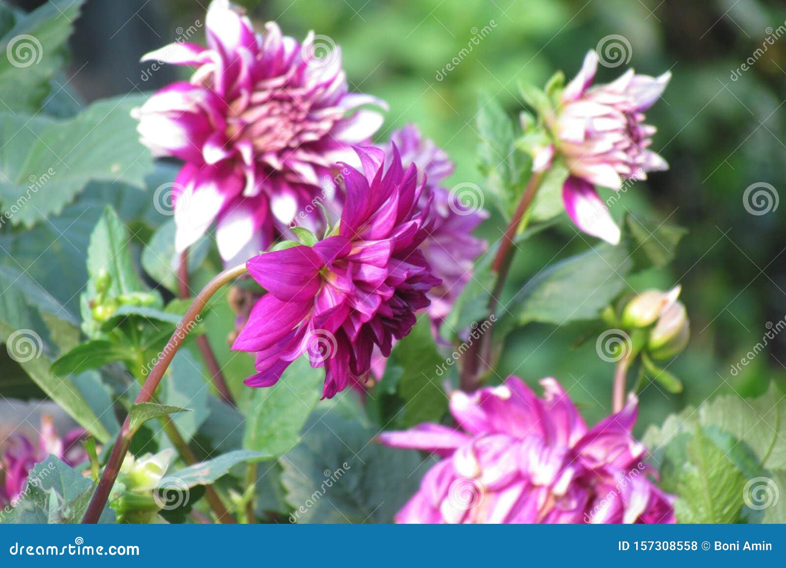 Beautiful Flower Good Morning Wallpaper Stock Photo - Image of beautiful,  nataralwallpaper: 157308558