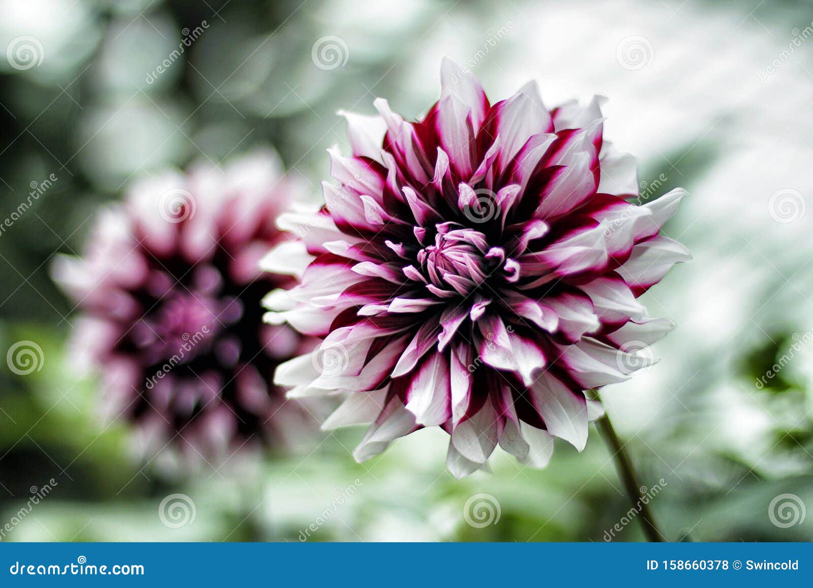 Black Pink Purple And White Gradation Color In Beautiful Flower Stock Photo Image Of Good First 158660378,Home Indian Baby Shower Decorations