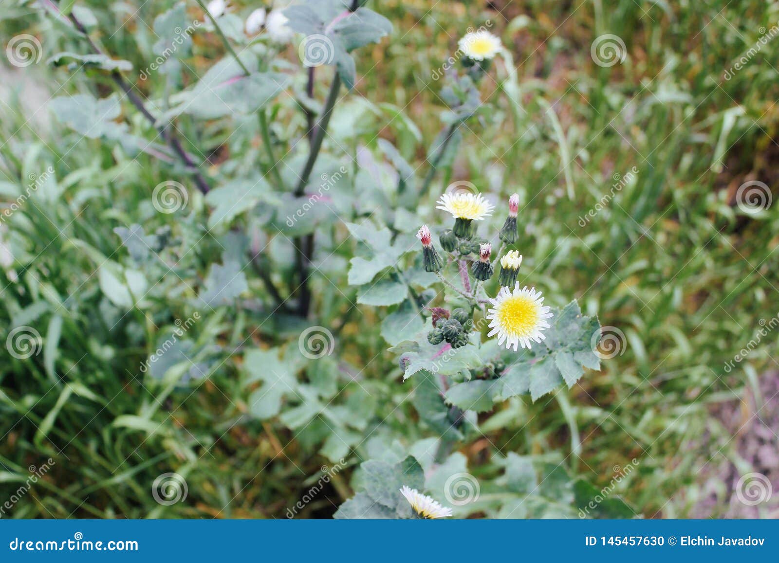 Beautiful Alone Flower Growing on Crack Street Stock Photo Image of