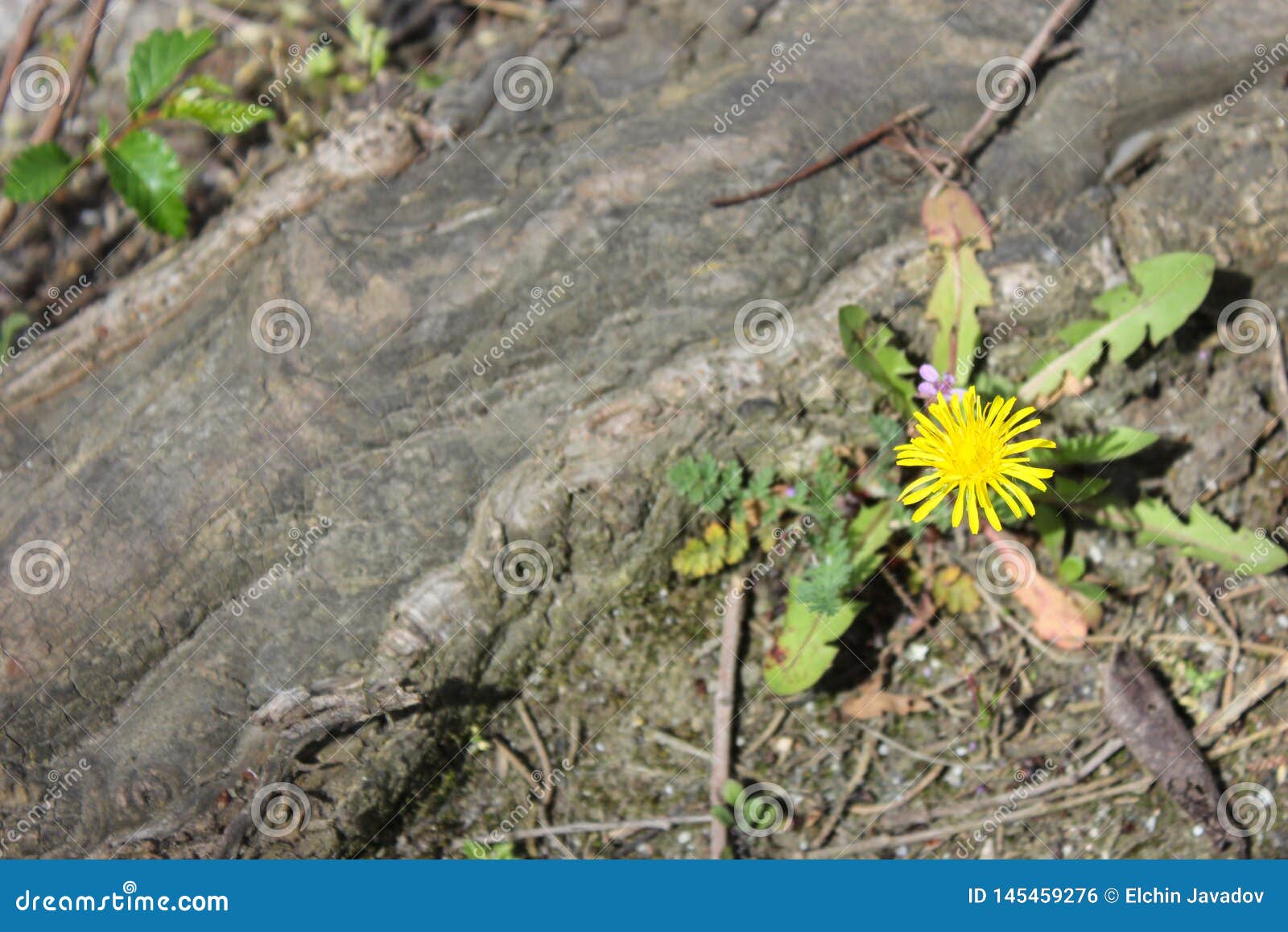 Beautiful Alone Flower Growing on Crack Street Stock Photo Image of