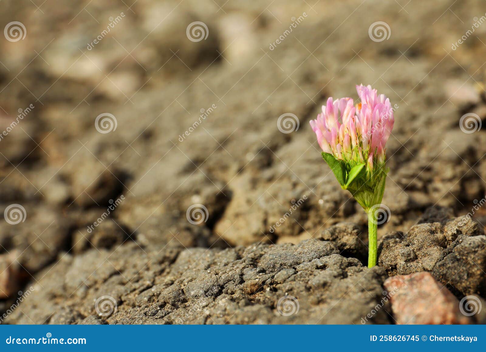 Beautiful Flower Growing in Dry Soil, Space for Text. Hope Concept