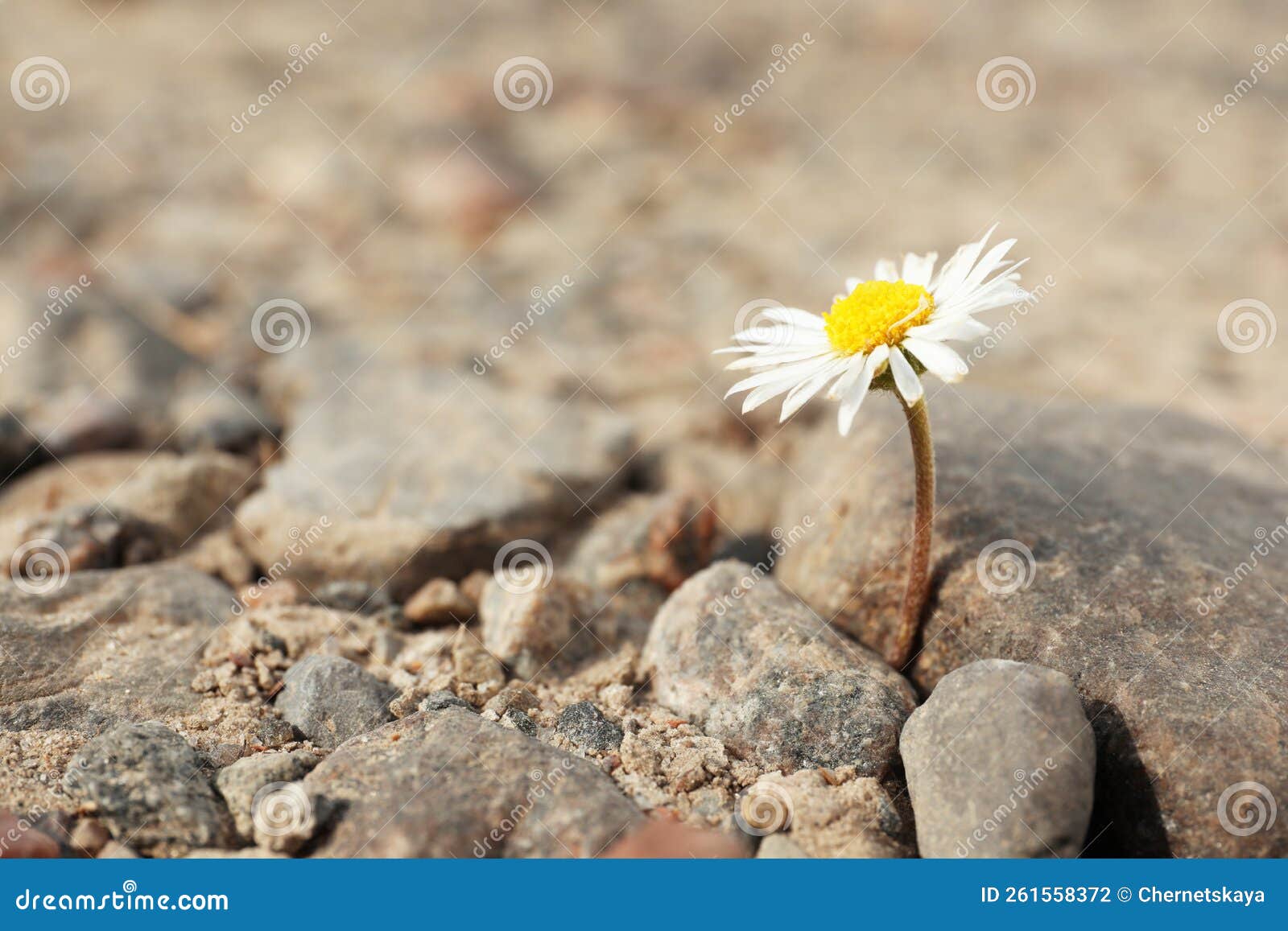 Beautiful Flower Growing in Dry Soil, Space for Text. Hope Concept Stock Photo Image of object